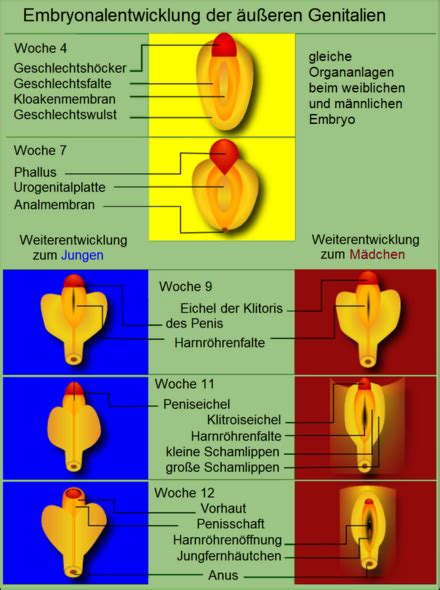 xdefloration|Hymen – Wikipedia.